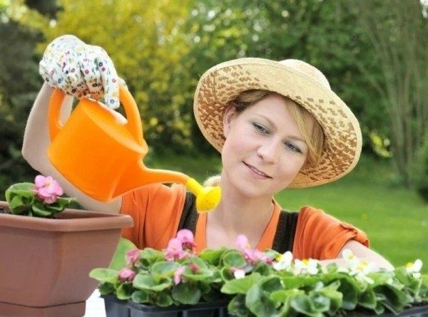 Эффективные методы борьбы с плесенью в горшечных растениях