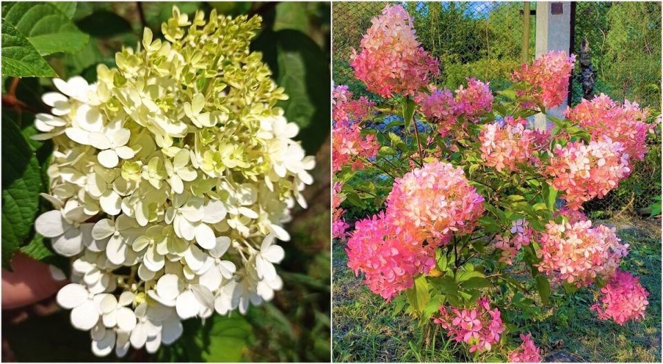 Ошибки при обрезке метельчатых гортензий