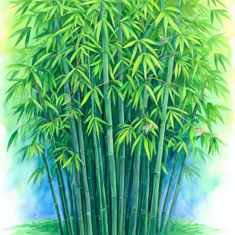 Бамбук: удивительное чудо природы с рекордным ростом