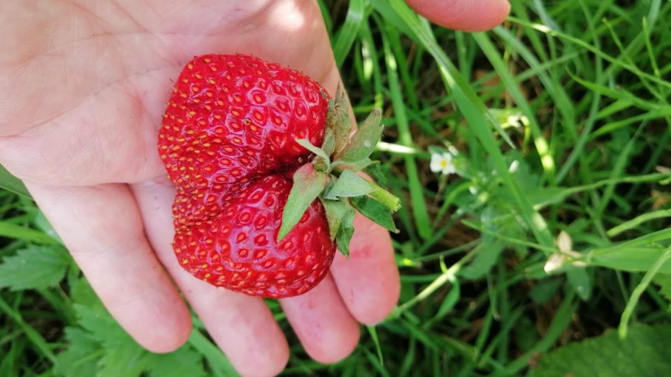 Как одна простая осенняя подкормка изменила урожай клубники