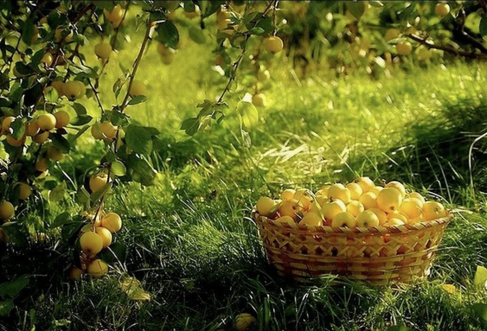 Как подкормить растения калийными удобрениями в августе и подготовить их к зиме