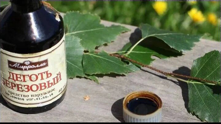 Народные методы защиты лука от вредителей: как березовый деготь может спасти урожай