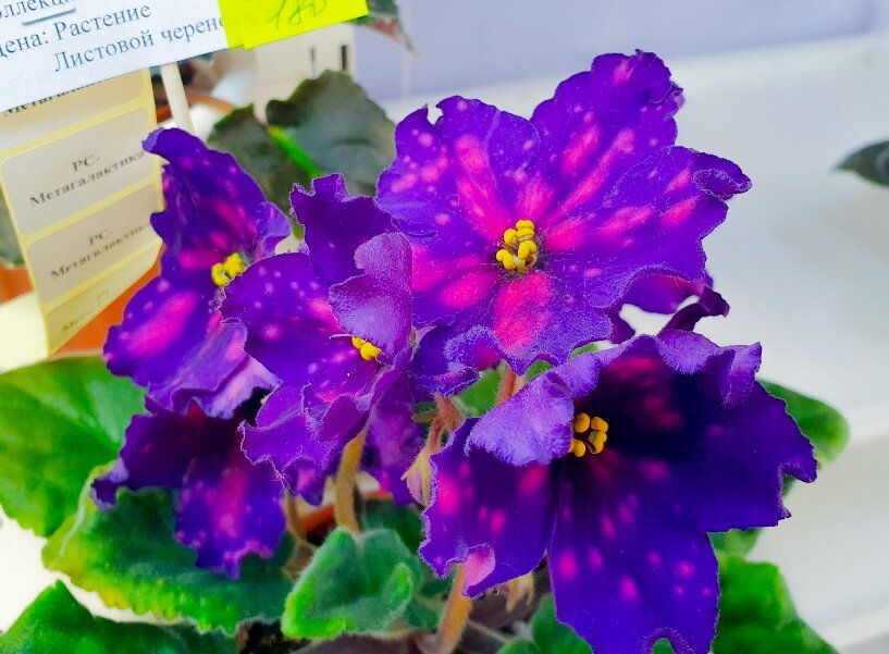 Фиалки: возвращение к природе