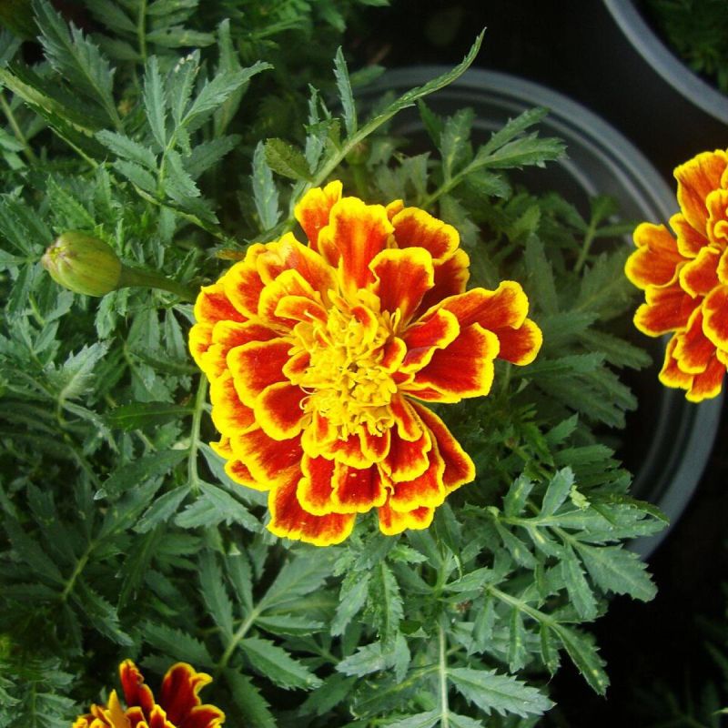 ������ �������� � ������ ������ ������ �������