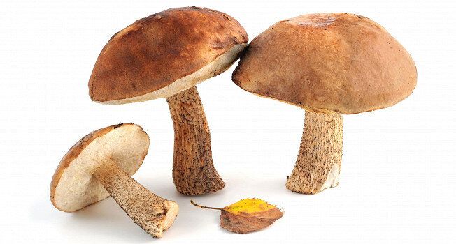 ����� ��������������: ������� � ������� �� �������������