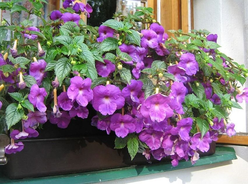 ��������: �������� � ����� ���� � ������������� ������ � ����� ���������