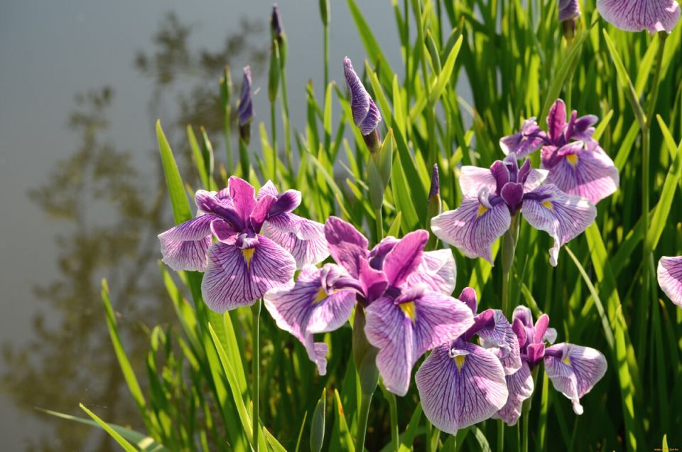 ����������� ��������, ������� �������� � ����� ���� ��� � ������ ���