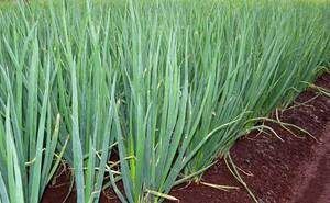 ��� �����: ��� ��������� ��������� ��������� �� ����� �������