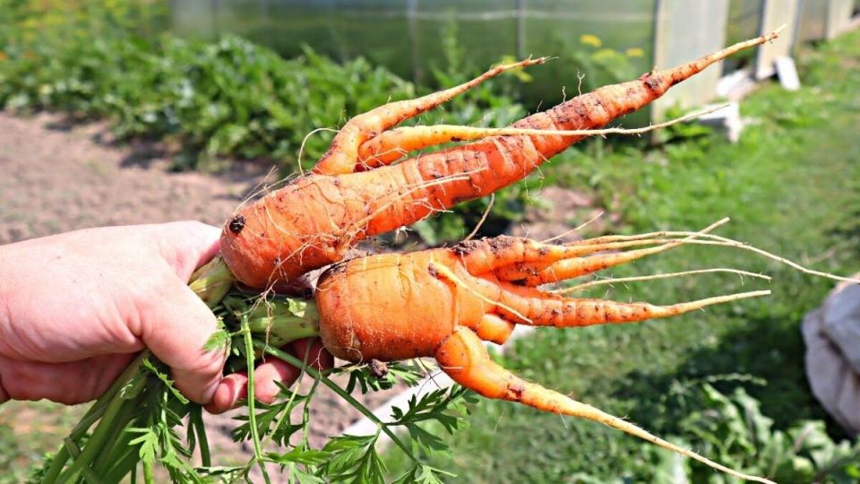 �������� ������� � �� ��������� ���: �������� ������ ���������