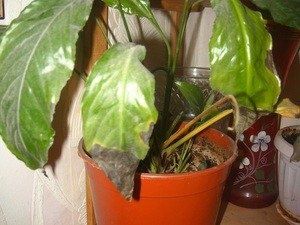 ������� ����� �� ������������: ������ ������ ������� � ������?