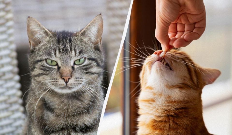 ��� ���� ���� ��������: ������� �������� ��� ����������