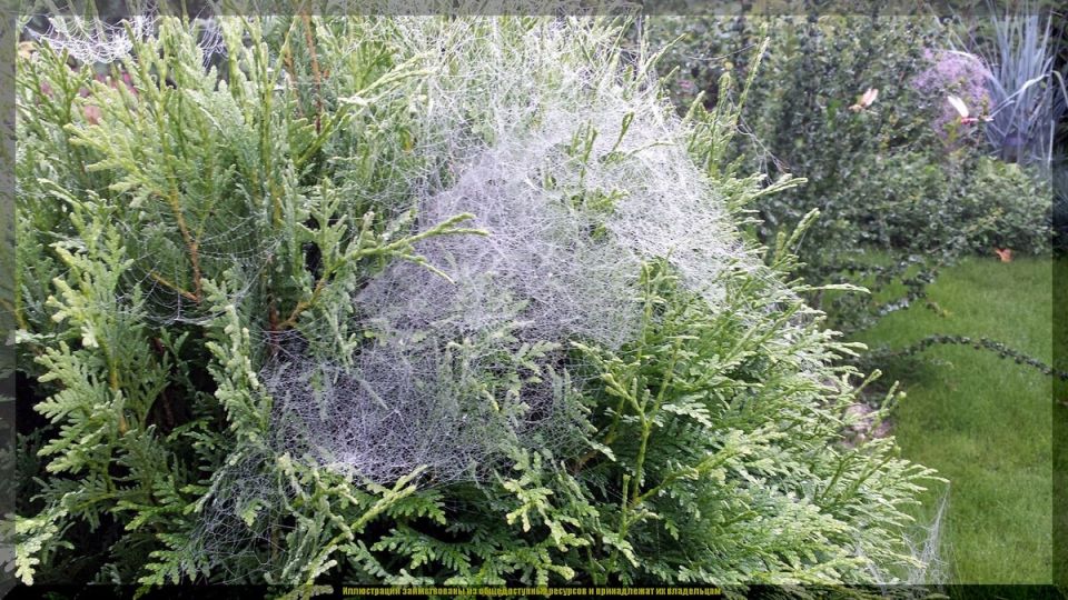 Секреты заботы о саде: как добиться изобилия ягод и фруктов