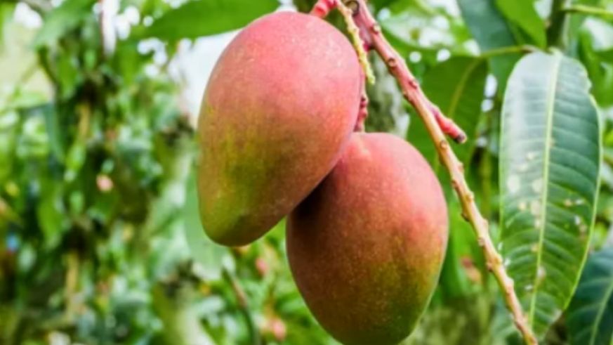 ������������ ������ �� �����������: ��� ��������� ����� �� ��� ����