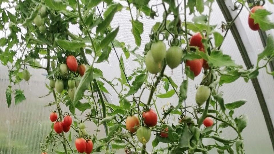 ������ �������� �������� � ������� �� ������ ������� � ����� ��� ������