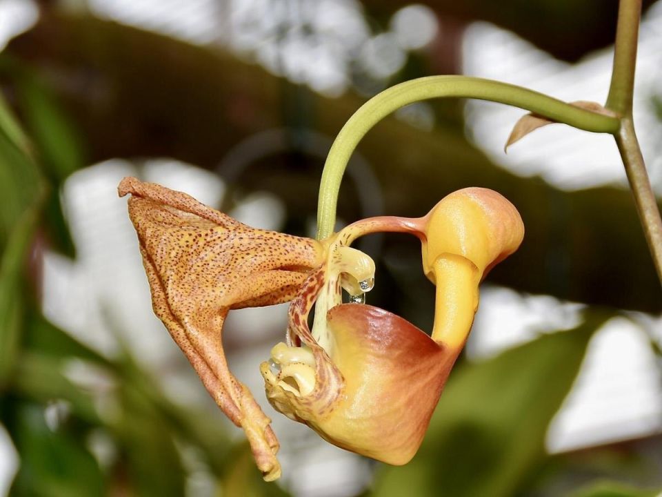 Кориантес: путь к успешному цветению в домашних условиях