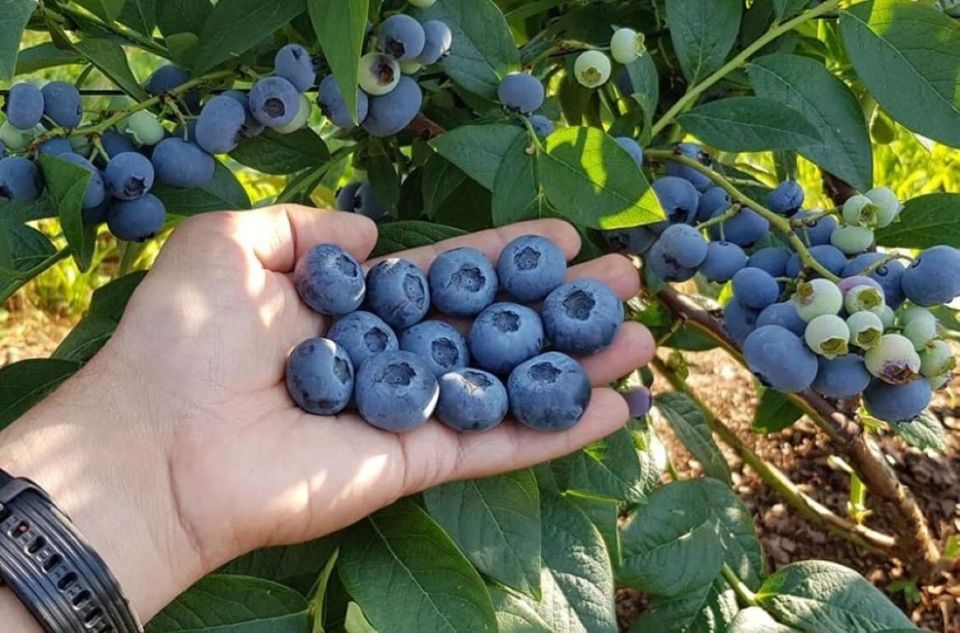 Как успешно закислить почву для голубики: практические советы