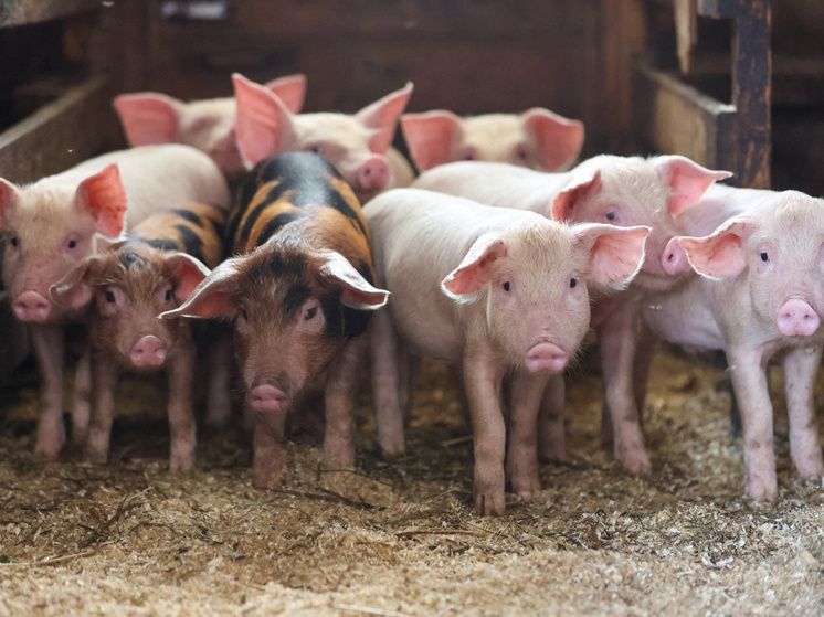 ������ �� ������ ��������� � ������� ������� �� �������� �������