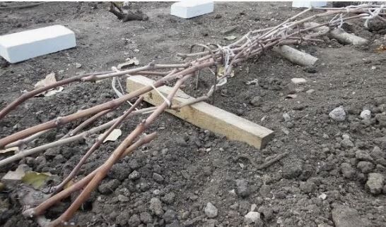 ��� ������� �������� �������� �� ������ �������