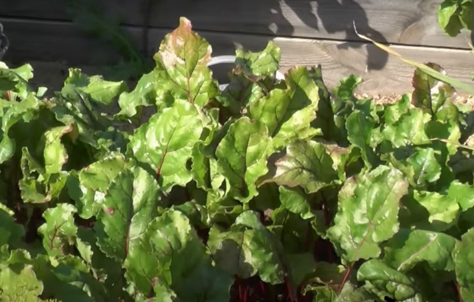 ������� ������ � ��������� �����: ��� ����� ����� ���������