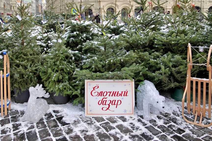 Как сохранить живую новогоднюю ёлку: практические рекомендации