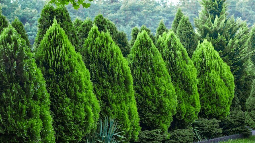 Уход за туей: важные советы на конец ноября