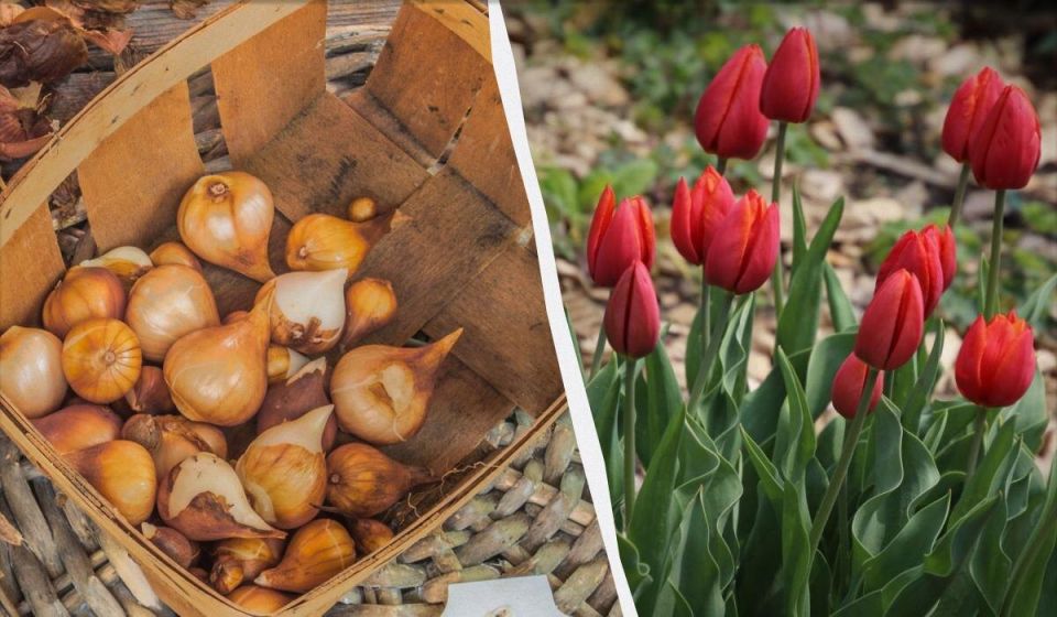 ����� ������ �������� ������: ������� �������� �������