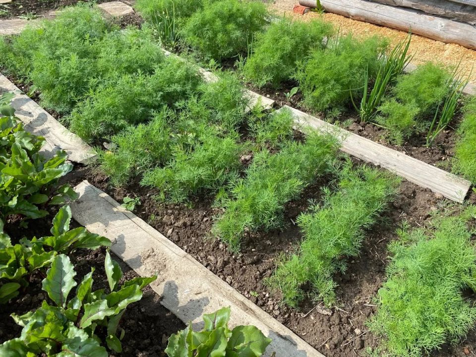 Как всходить укроп щеткой и держаться густым весь сезон без зонтиков