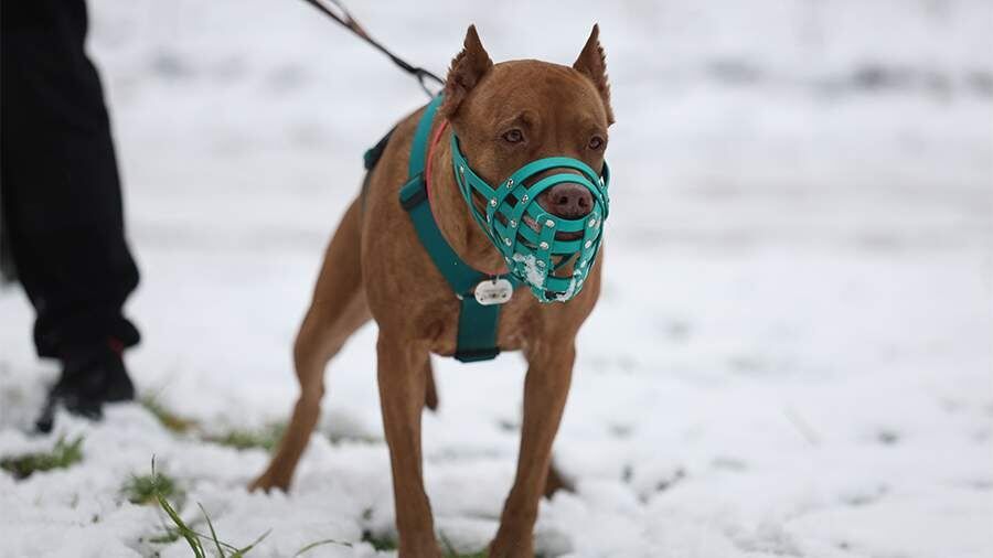 ����� ������� �������� �������: ������ ������� ����� ����� ����� ���������� ��������