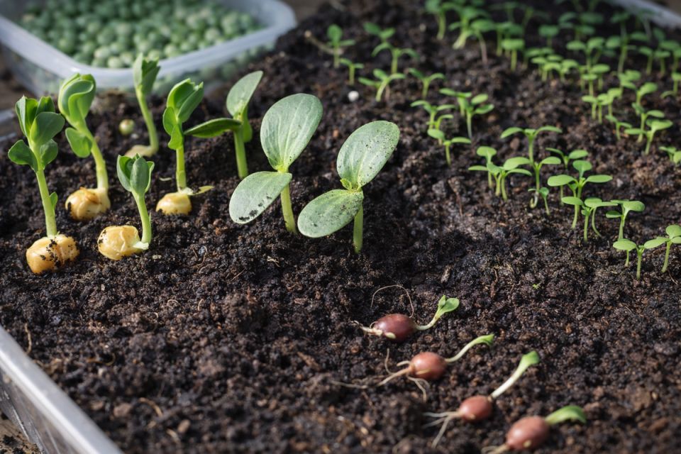 ����� �������� �����������: ����� �������� ��������� ��� ������������