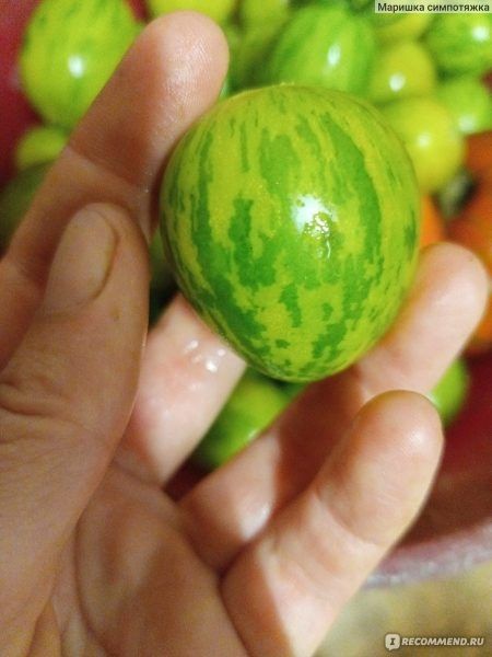 Томат Перепелиное яйцо: необычный декоративный слой вкуса для балкона и грядки