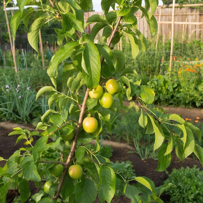 Колонновидная слива без хлопот не существует: реальность компактной формы