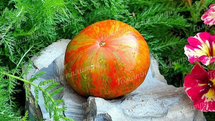 ����� ���� �����: ��������� ����������� ����, ��� �������� ������� ������ � ������ �������