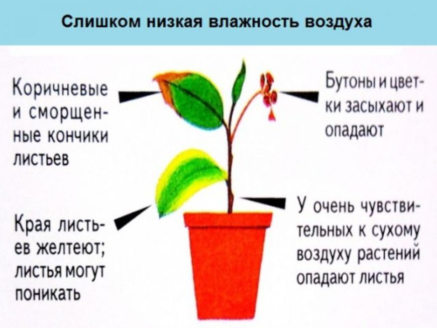 Управление влажностью тропических комнатных растений: практические способы и лайфхаки