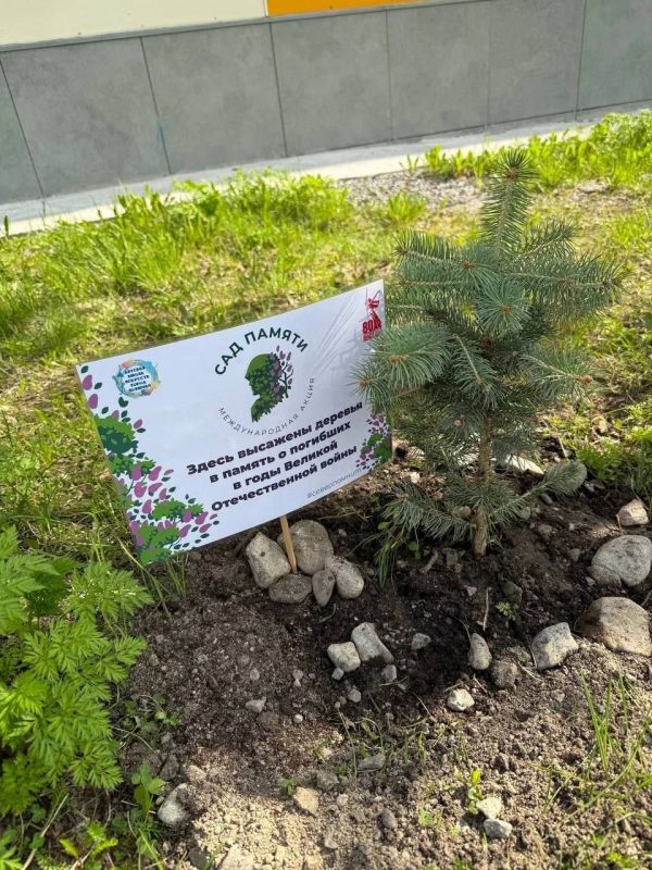 В Мурманской области в рамках международной акции «Сад памяти» высажено более 16 тысяч деревьев и кустарников