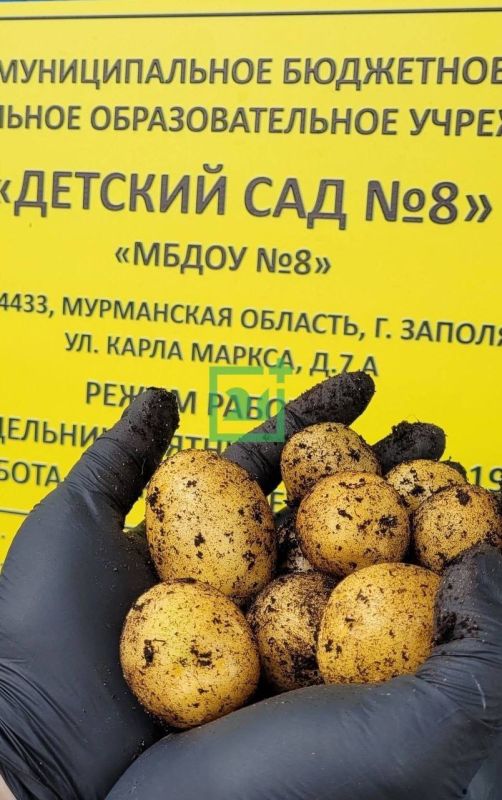 В Мурманской области собрали урожай картофеля