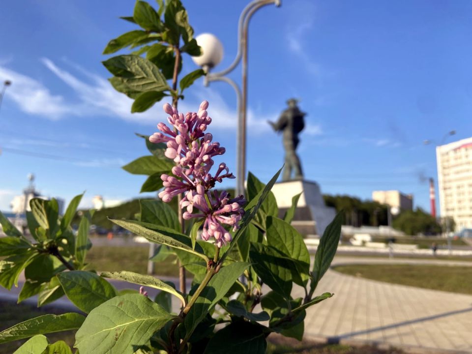 Новые деревья и яркие цветы украсили улицы Североморска