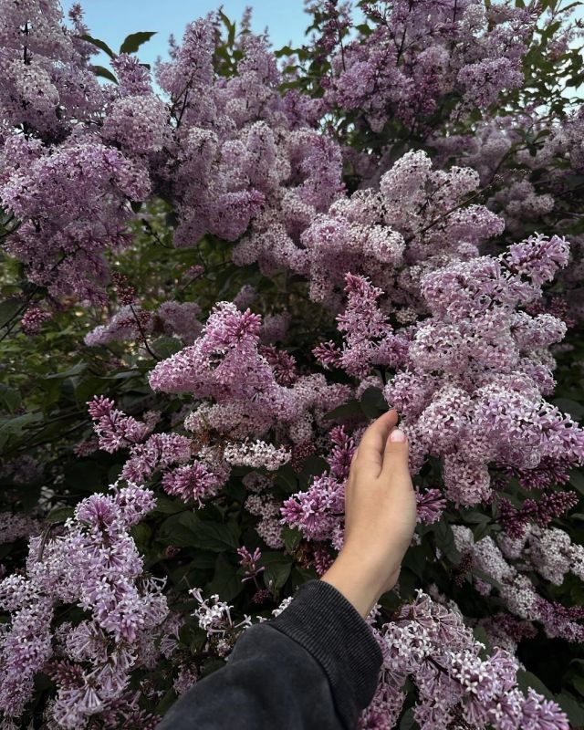 Сирень в Заполярье – цветущий сюрприз лета