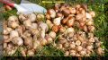 Эффективные советы по уходу за луковичными цветами