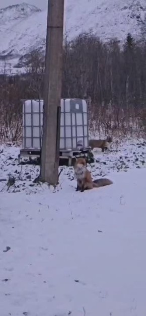 Доброе утро, Заполярье!. В Полярно-альпийском ботаническом саду снова заметили пушистых соседок – двух лис, которые давно обосновались на его территории