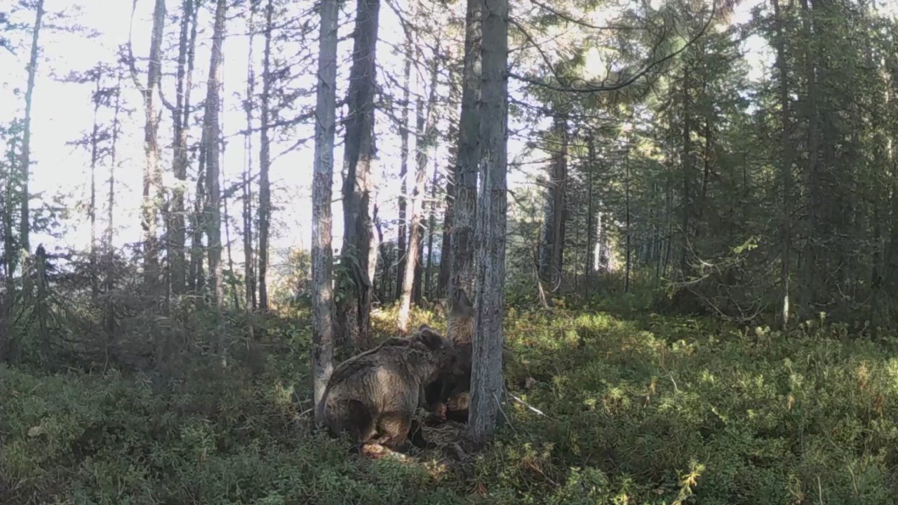 Доброе утро, Заполярье!. В Кандалакшском заповеднике фотоловушка засняла двух молодых медвежат, устроивших настоящие танцы посреди леса