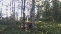 Доброе утро, Заполярье!. В Кандалакшском заповеднике фотоловушка засняла двух молодых медвежат, устроивших настоящие танцы посреди леса