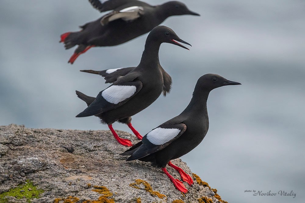 Доброе утро, Заполярье!. Совместная экспедиция РГО и Северного флота на ледоколе «Илья Муромец» добралась до самого края Новой Земли – мыса Желания на Северном острове Доброе утро, Заполярье!. Совместная экспедиция РГО и Северного флота на ледоколе «Илья Муромец» добралась до самого края Новой Земли – мыса Желания на Северном острове