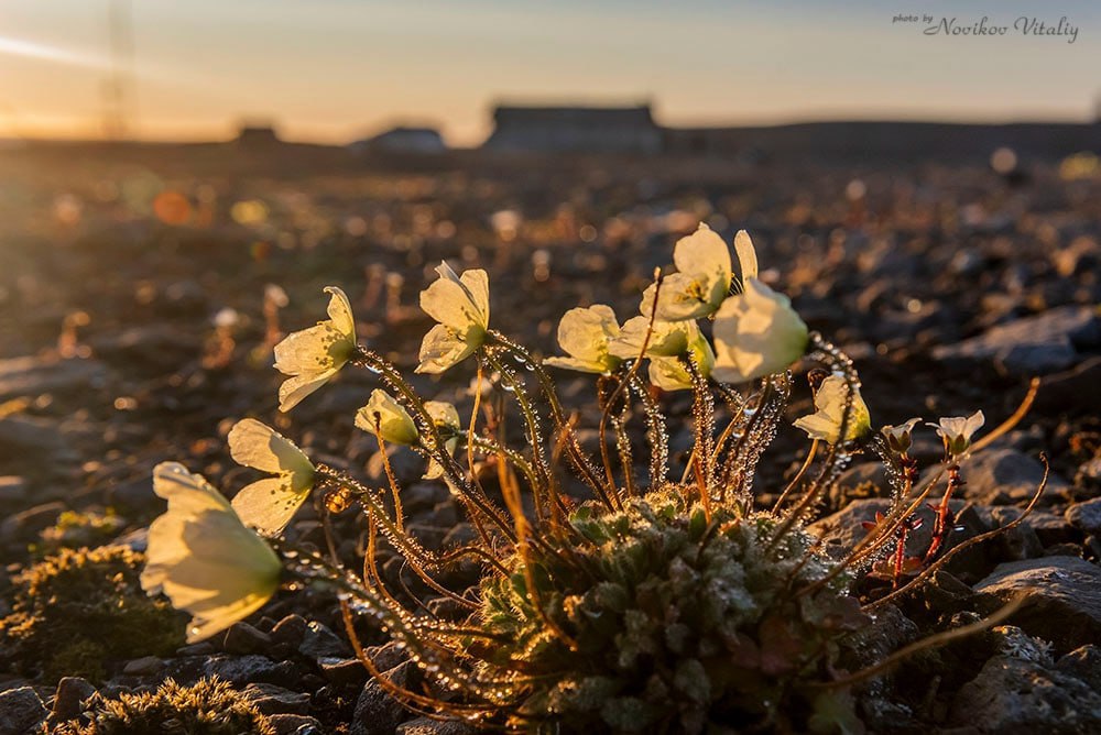 Доброе утро, Заполярье!. Совместная экспедиция РГО и Северного флота на ледоколе «Илья Муромец» добралась до самого края Новой Земли – мыса Желания на Северном острове Доброе утро, Заполярье!. Совместная экспедиция РГО и Северного флота на ледоколе «Илья Муромец» добралась до самого края Новой Земли – мыса Желания на Северном острове