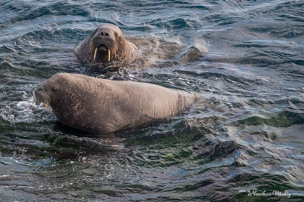 Доброе утро, Заполярье!. Совместная экспедиция РГО и Северного флота на ледоколе «Илья Муромец» добралась до самого края Новой Земли – мыса Желания на Северном острове Доброе утро, Заполярье!. Совместная экспедиция РГО и Северного флота на ледоколе «Илья Муромец» добралась до самого края Новой Земли – мыса Желания на Северном острове