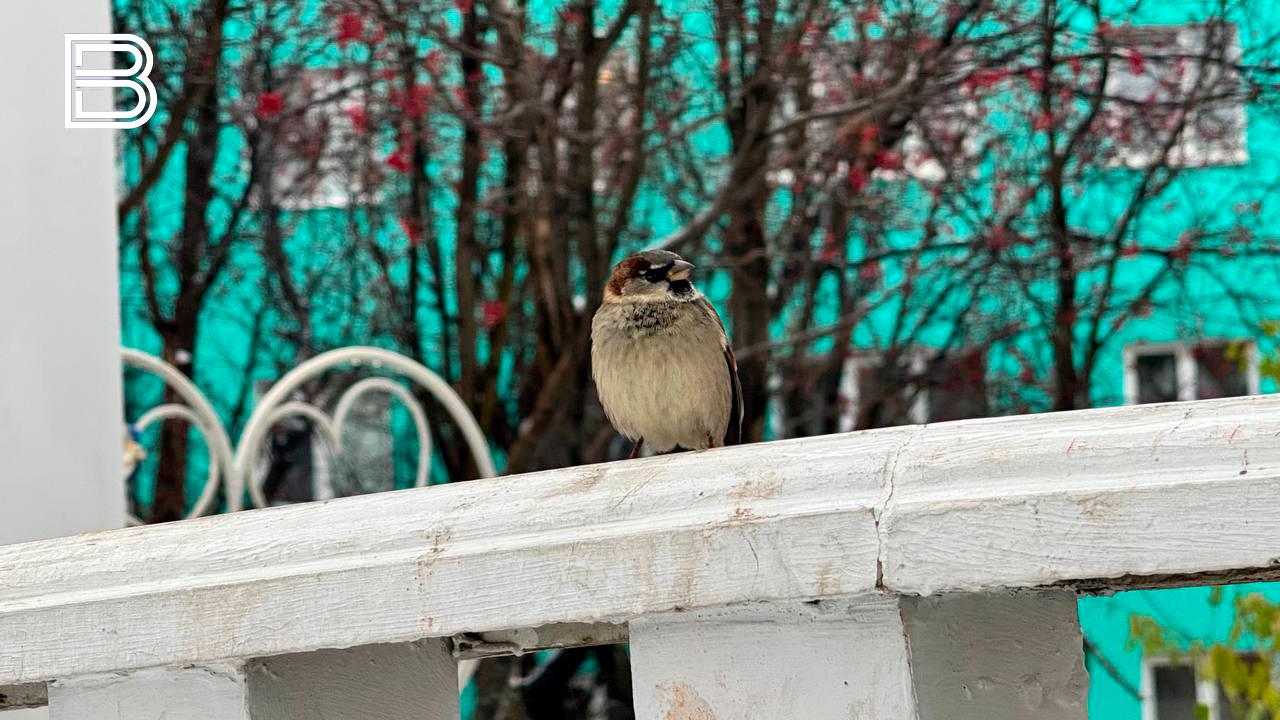 По данным мурманского гидрометцентра, 29 октября в Кольском Заполярье ожидается облачная с прояснениями погода