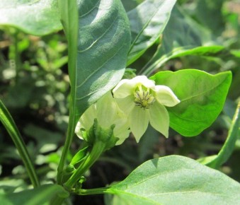 Коронный цветок перца: разумный подход к удалению