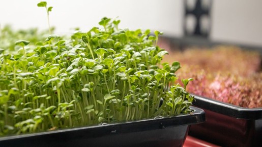 Зелень вырастет жухлой на подоконнике: эти две ошибки погубят весь урожай