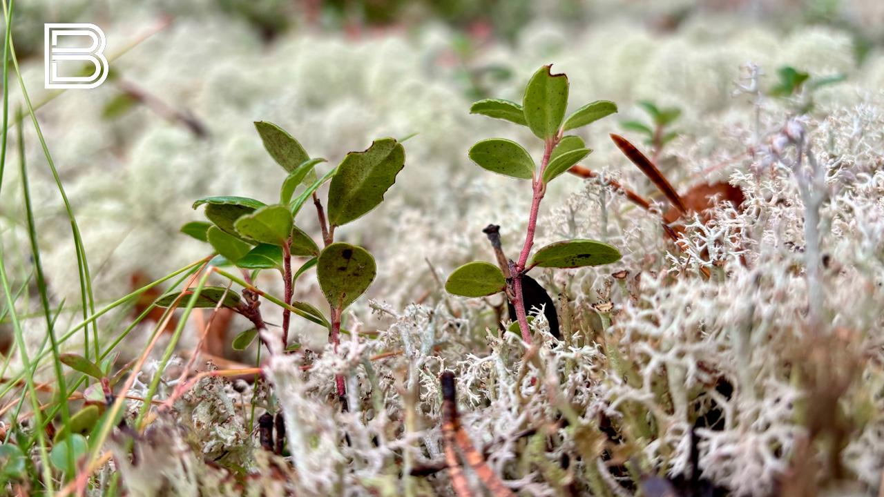 По данным мурманского гидрометцентра, 30 октября в Кольском Заполярье ожидается облачная с прояснениями погода, осадки преимущественно в виде дождя