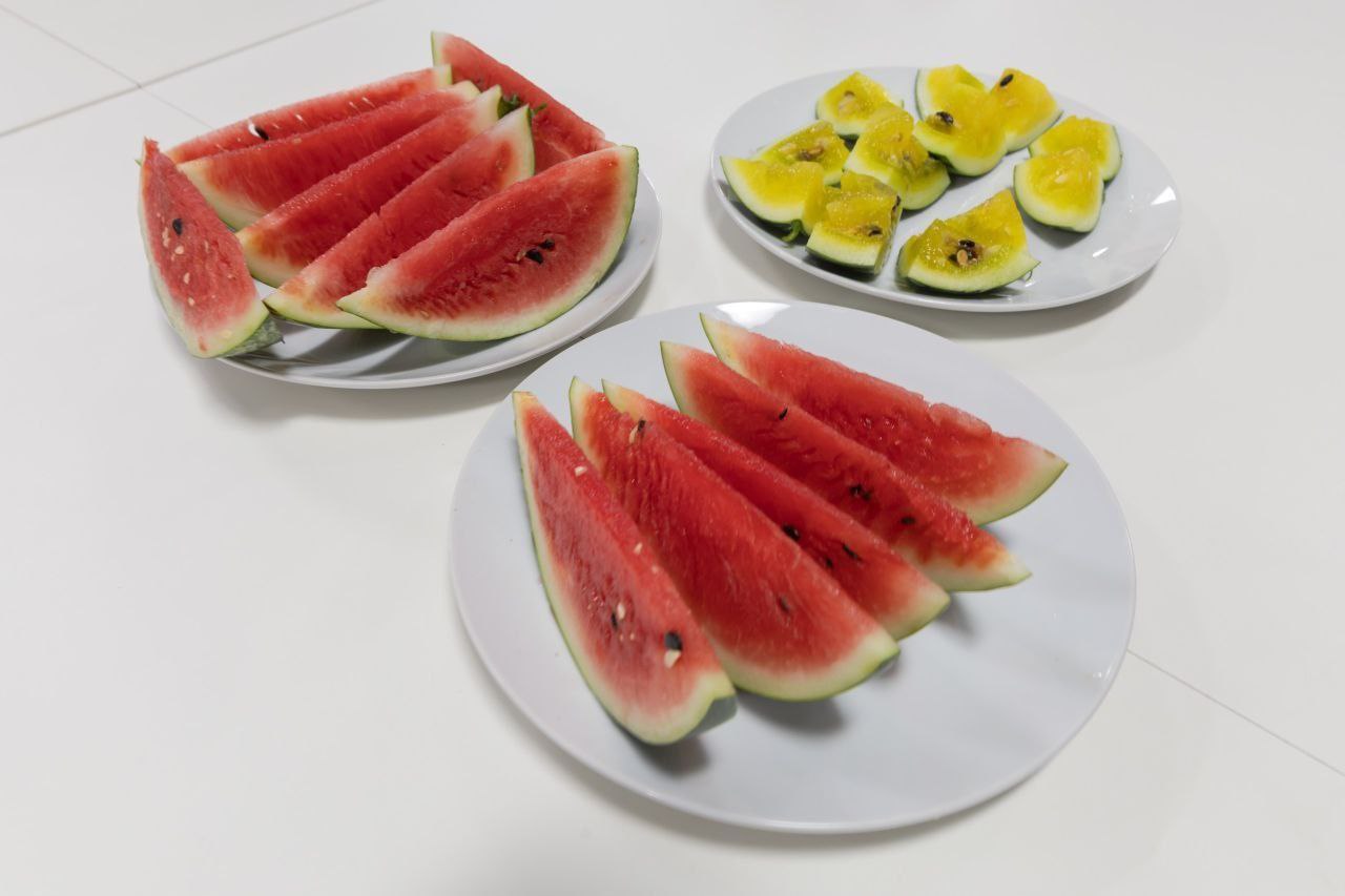 В Антарктиде выросли арбузы В Антарктиде выросли арбузы