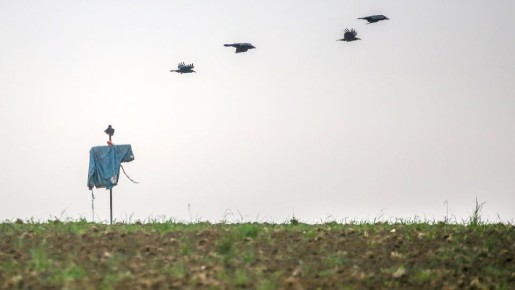 «Примерно на неделю хватит»: биолог объяснил, как защитить посадки от птиц